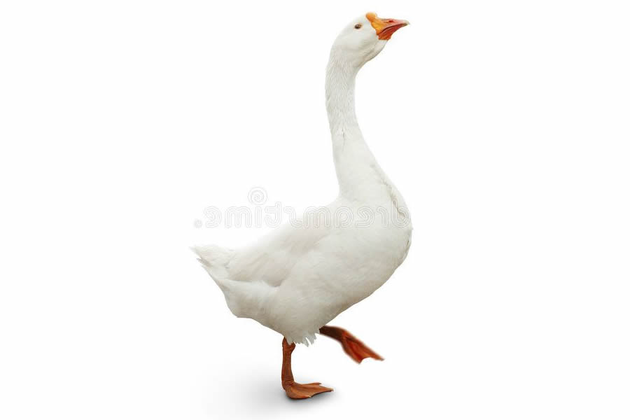 geese